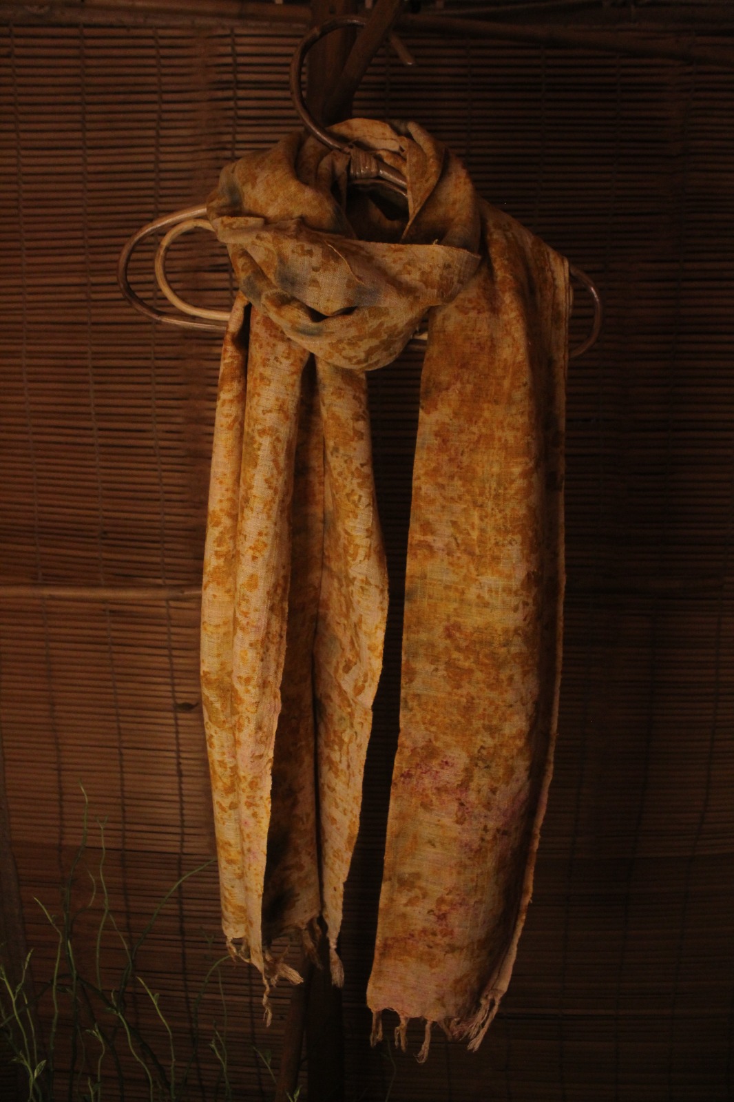 Marigold - Image 1